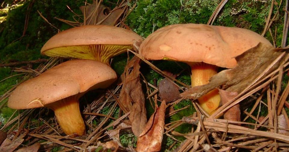 Phylloporus rhodoxanthus subsp. americanus image