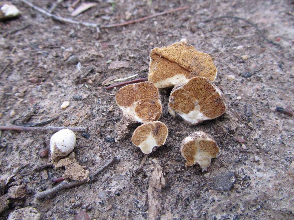 Cortinarius maculobulga image