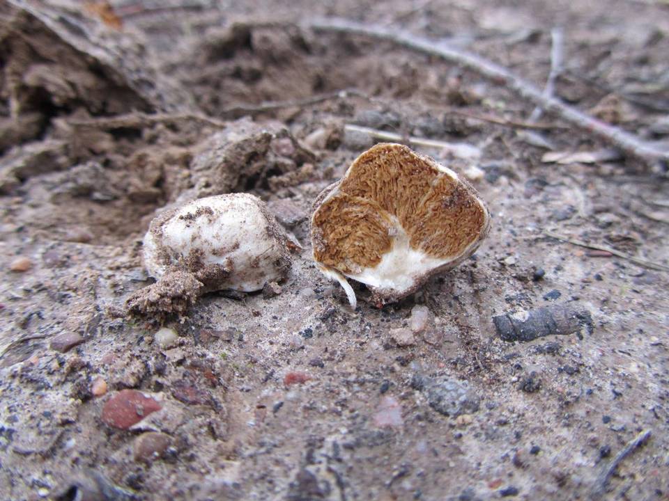 Cortinarius maculobulga image