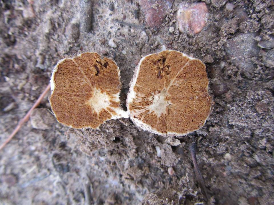 Cortinarius maculobulga image