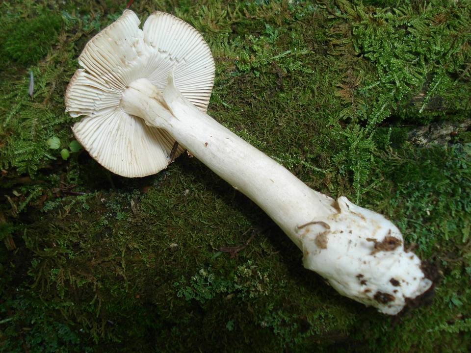 Amanita sect. Vaginatae image