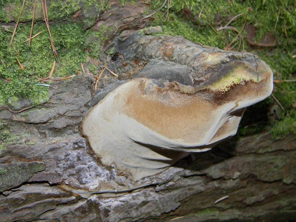 Fomitiporia tsugina image