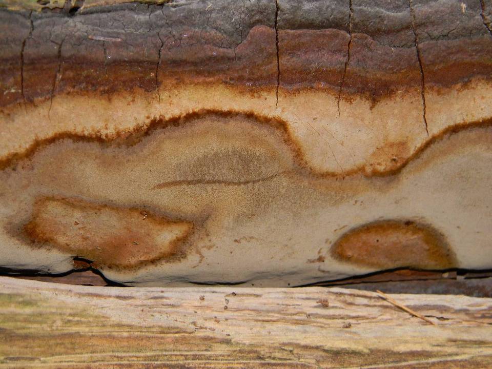 Fomitiporia tsugina image