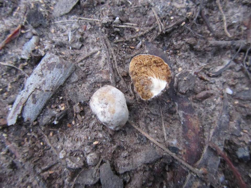 Cortinarius maculobulga image