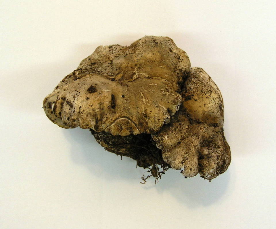 Boletopsis smithii image