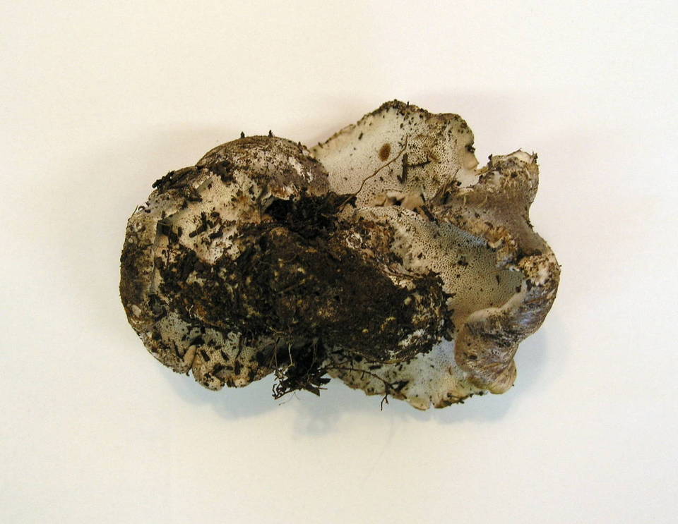 Boletopsis smithii image