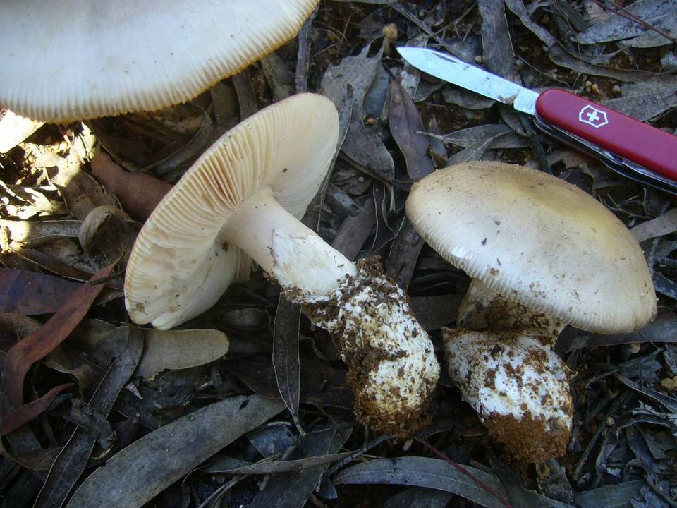 Amanita brunneibulbosa image