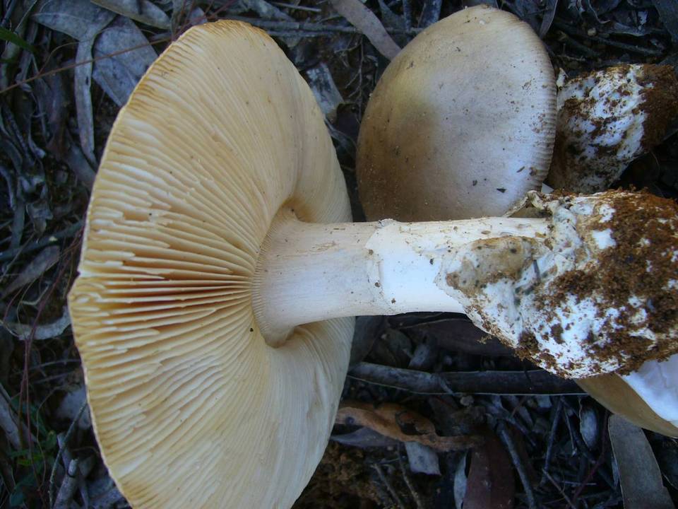 Amanita brunneibulbosa image