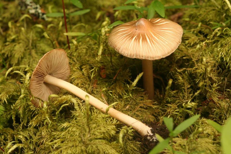 Inocybe calida image