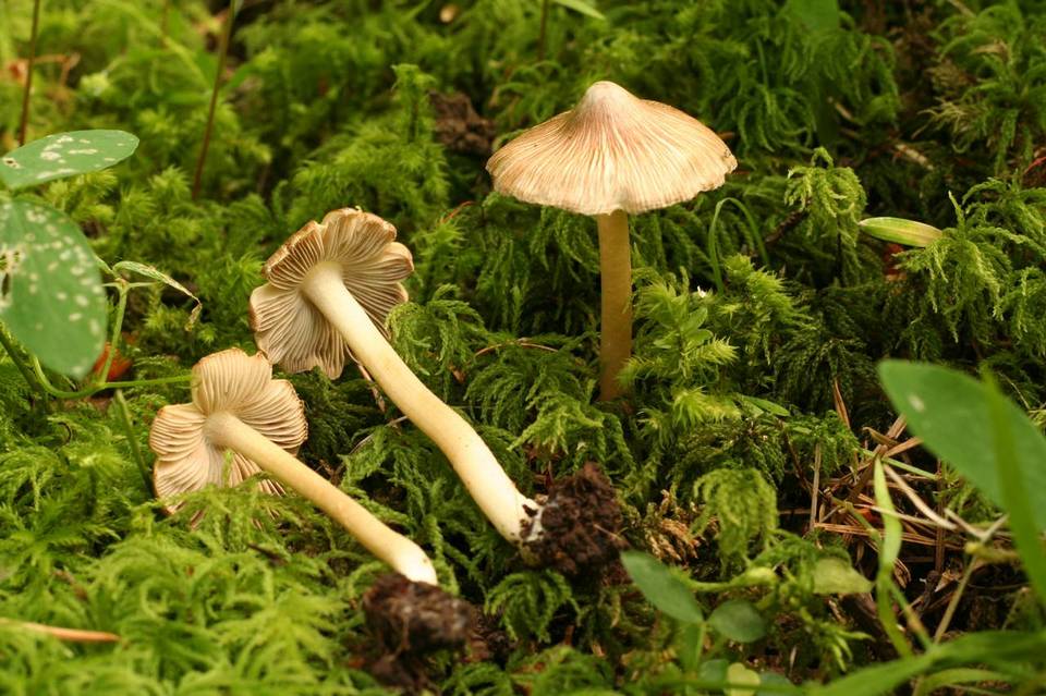 Inocybe calida image