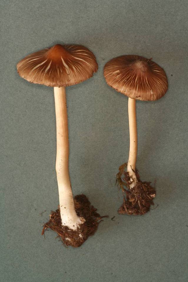 Inocybe calida image