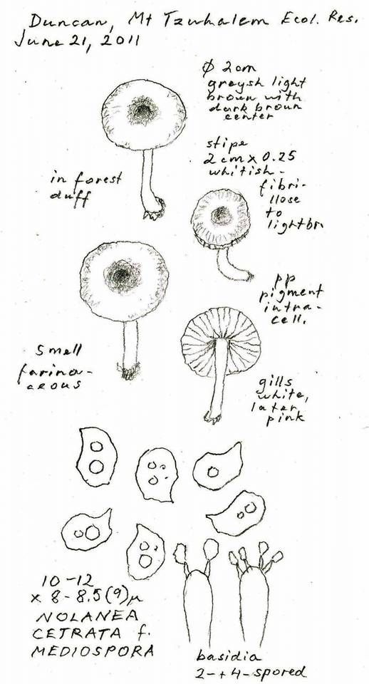 Nolanea cetrata f. mediospora image