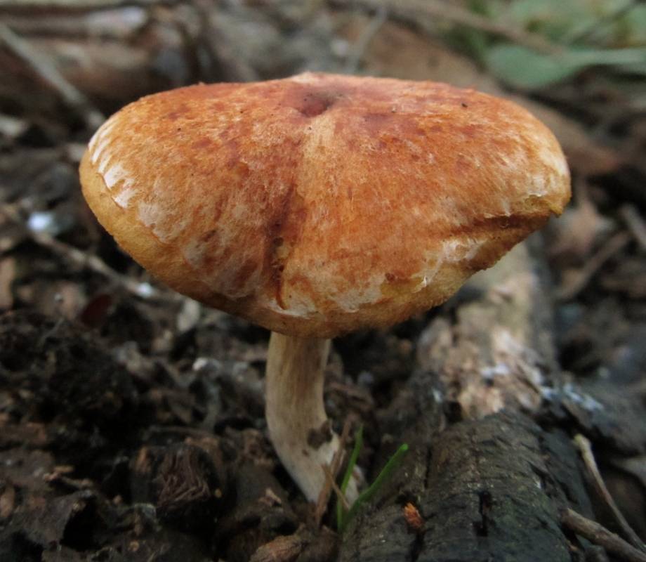 Gymnopilus allantopus image
