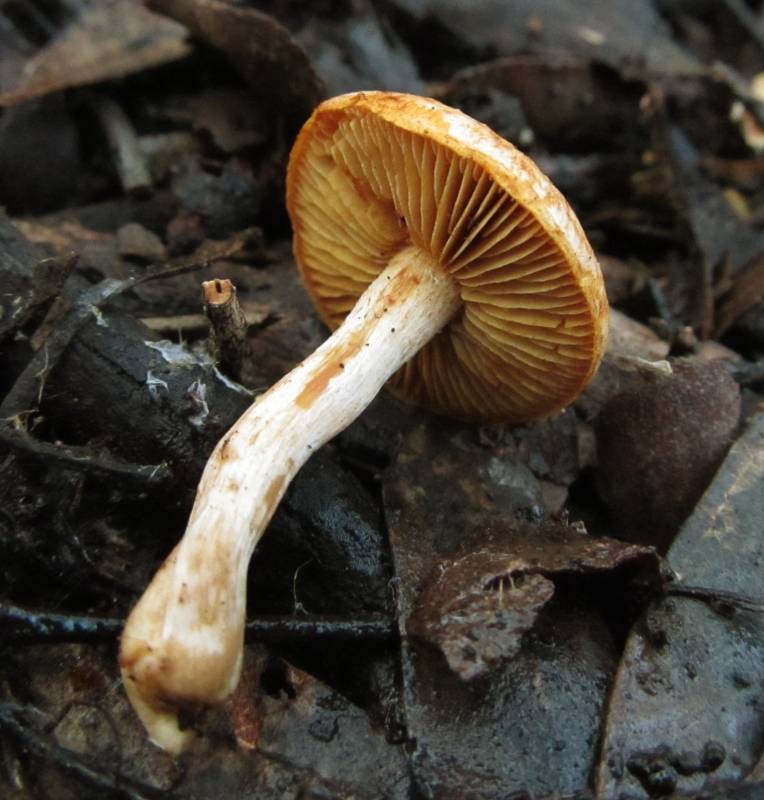 Gymnopilus allantopus image