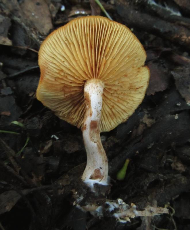 Gymnopilus allantopus image