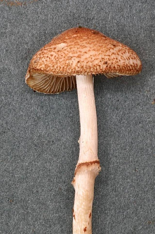 Lepiota clypeolarioides image