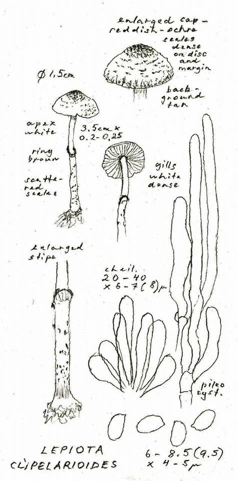 Lepiota clypeolarioides image