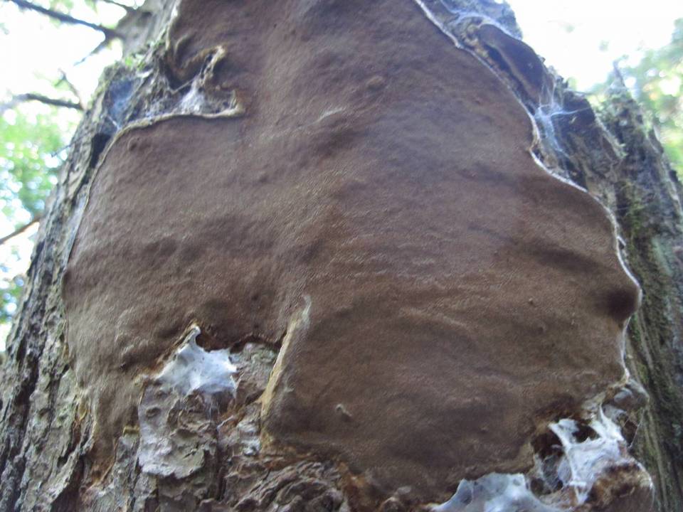 Fomitiporia tsugina image