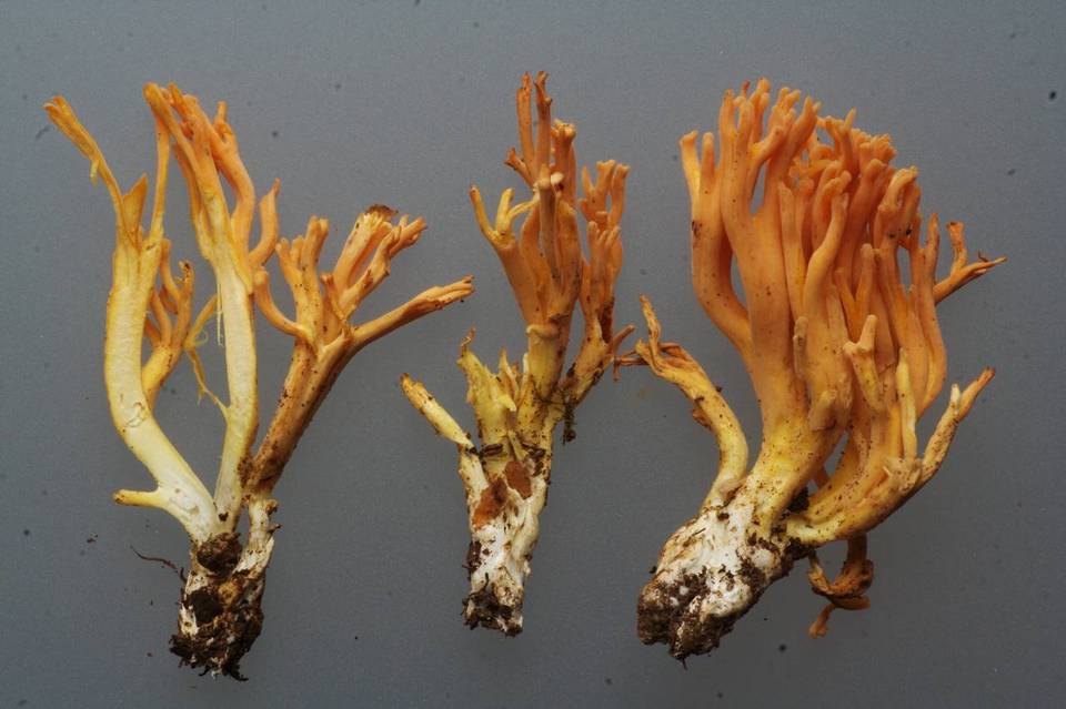 Ramaria aurantiisiccescens image