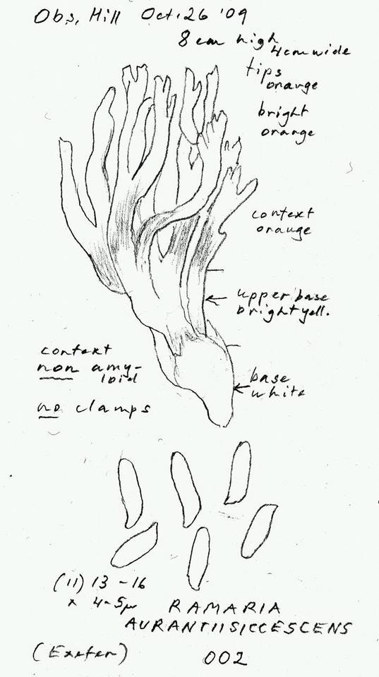 Ramaria aurantiisiccescens image