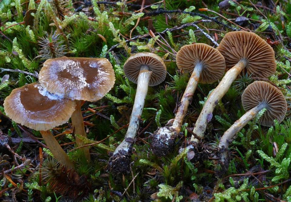 Cortinarius phaeochlorus image