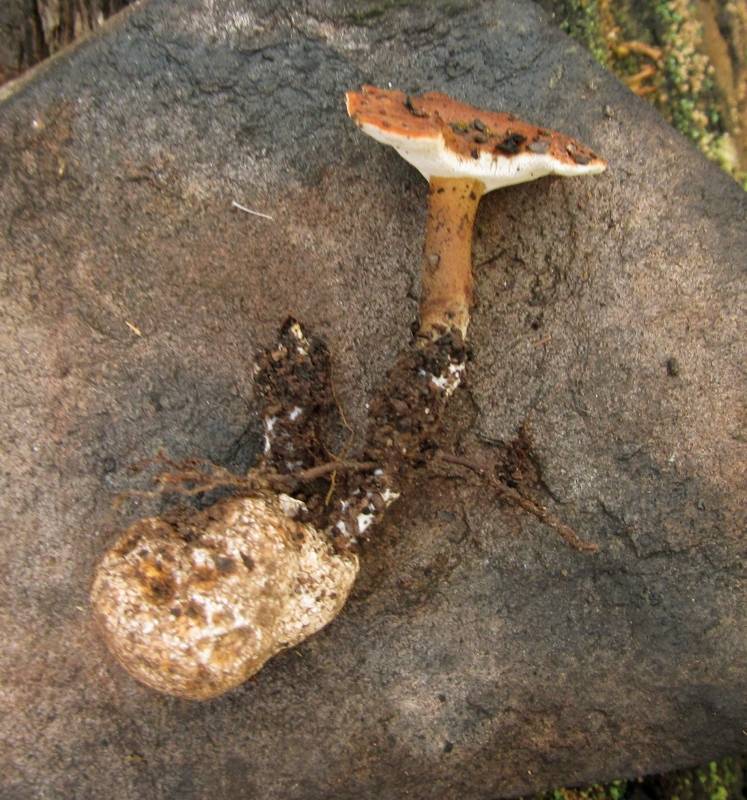 Laccocephalum sclerotinum image