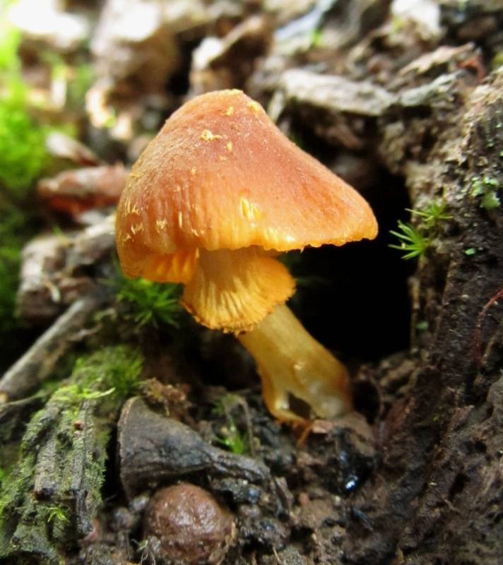 Descolea recedens image