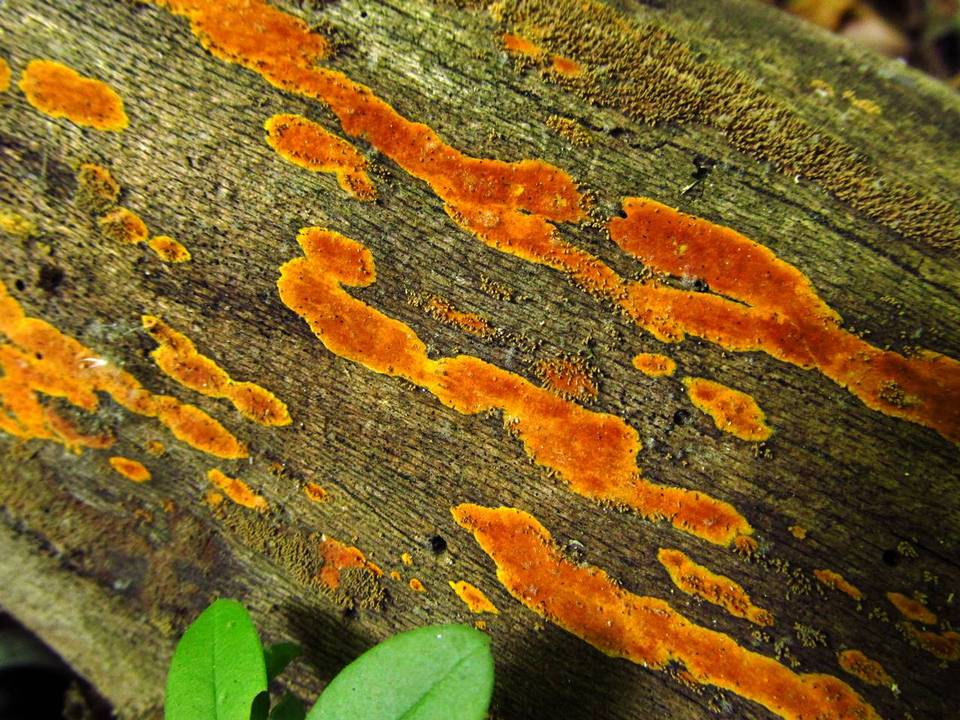 Hyphodiscus incrustatus image