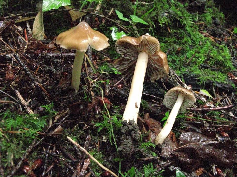Inocybe glabrodisca image