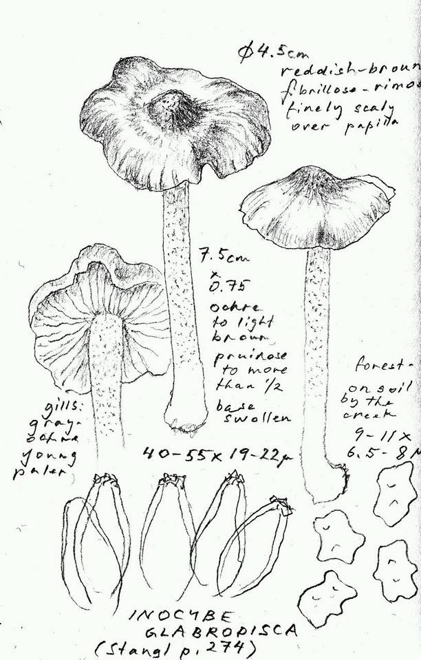 Inocybe glabrodisca image