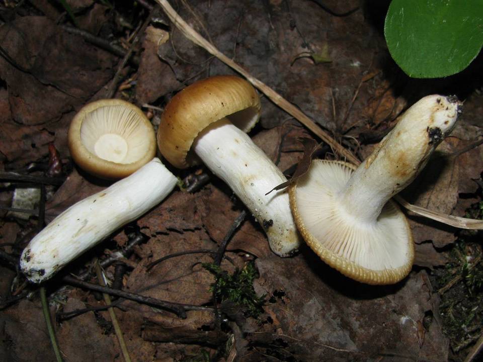 Russula farinipes image