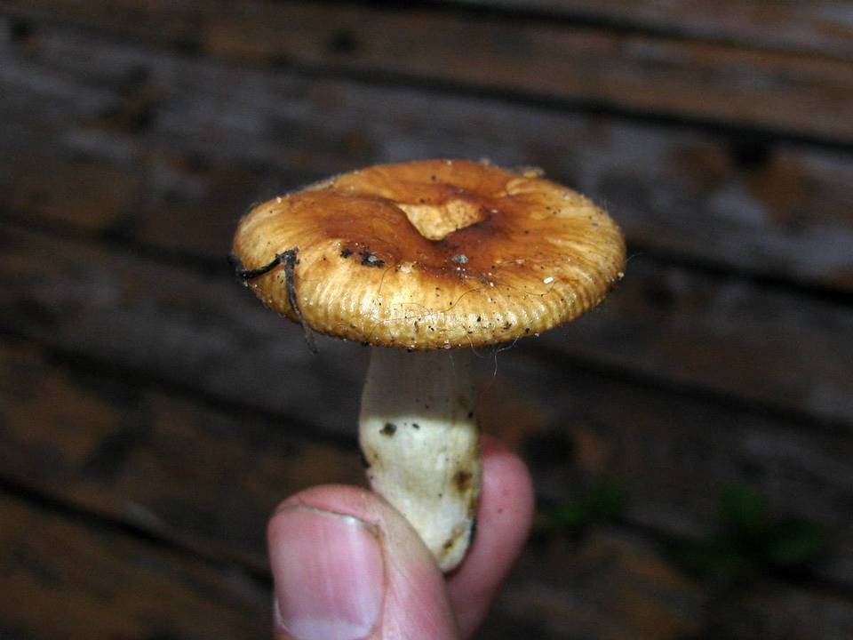 Russula farinipes image