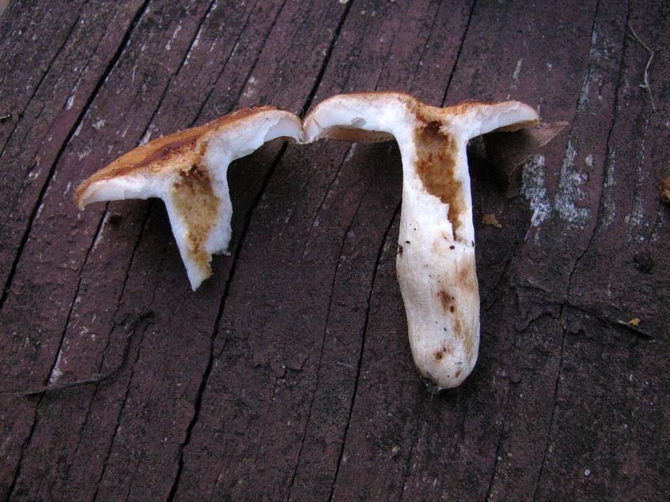 Russula farinipes image