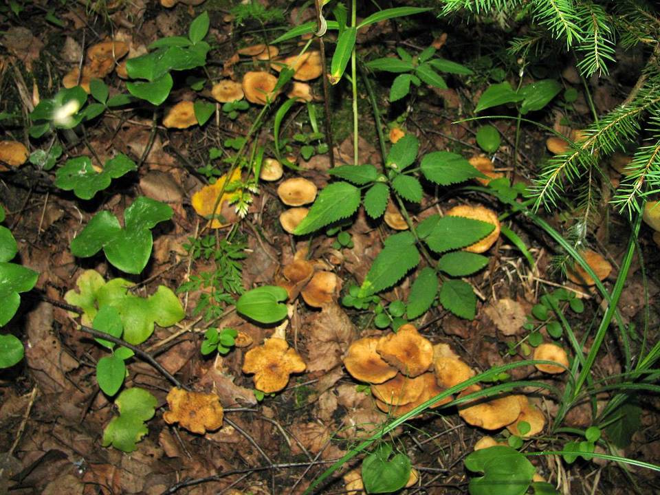 Inocybe agardhii image