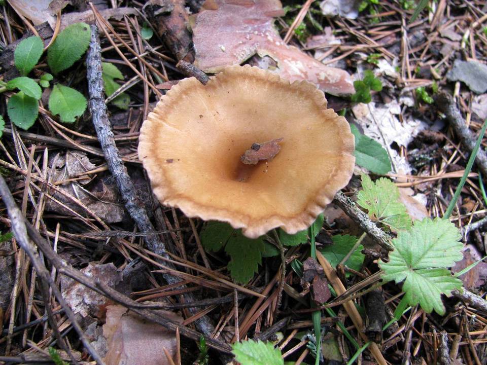 Clitocybe costata image