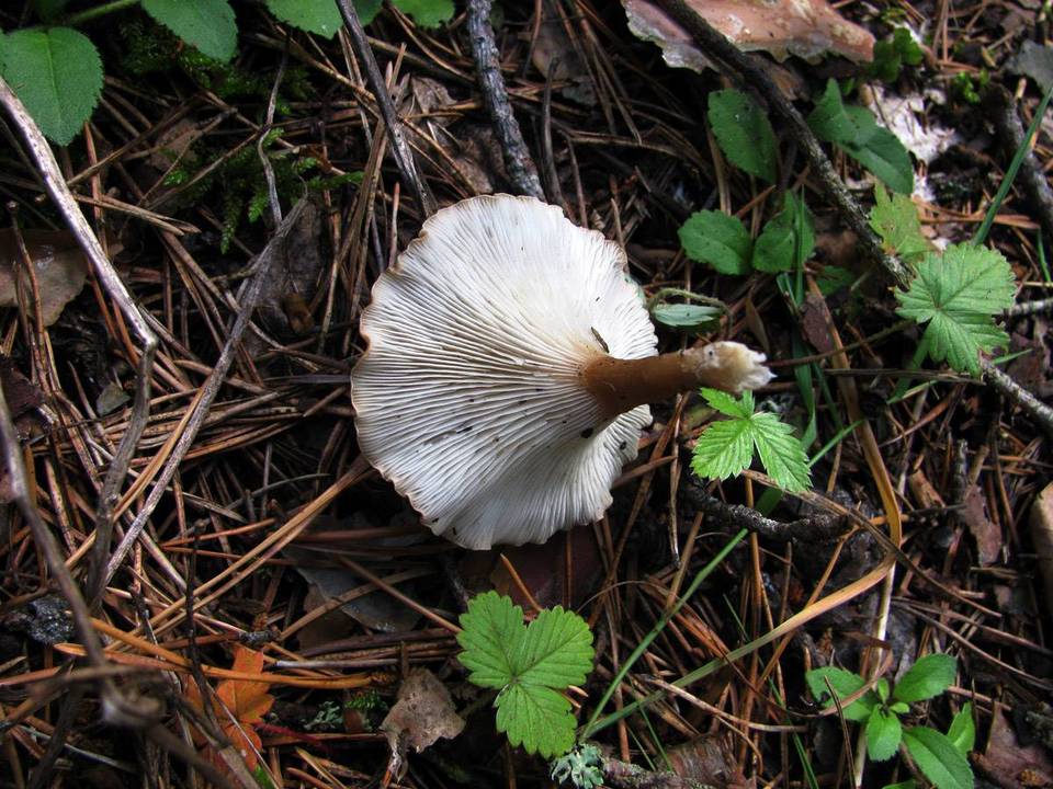 Clitocybe costata image