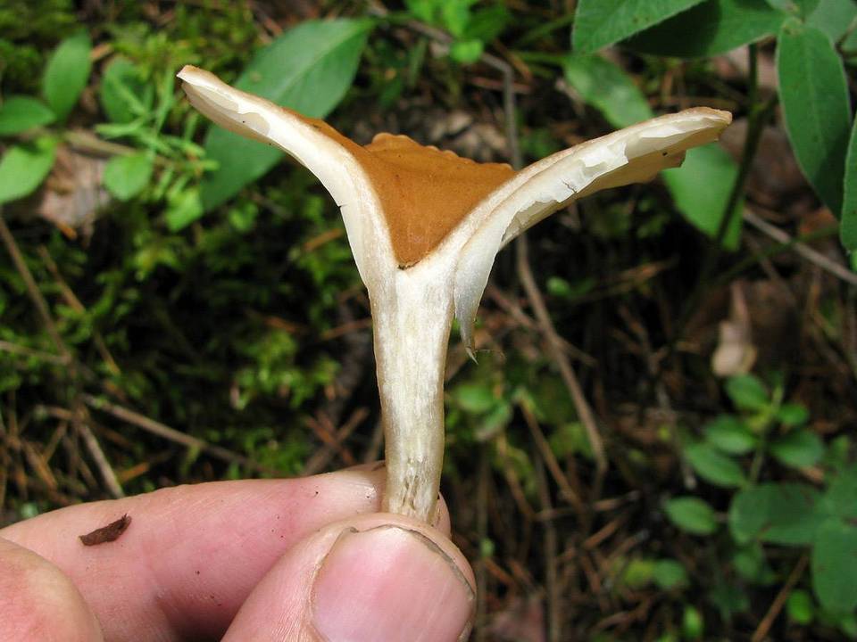 Clitocybe costata image