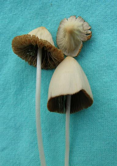 Conocybe crispa image