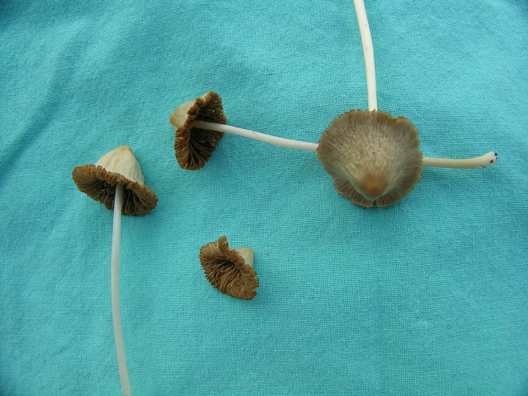 Conocybe crispa image