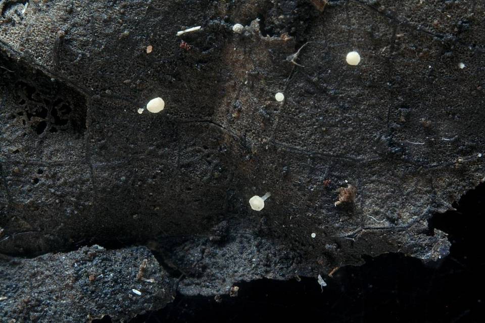 Hymenoscyphus phyllogenus image