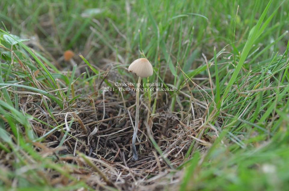 Conocybe smithii image