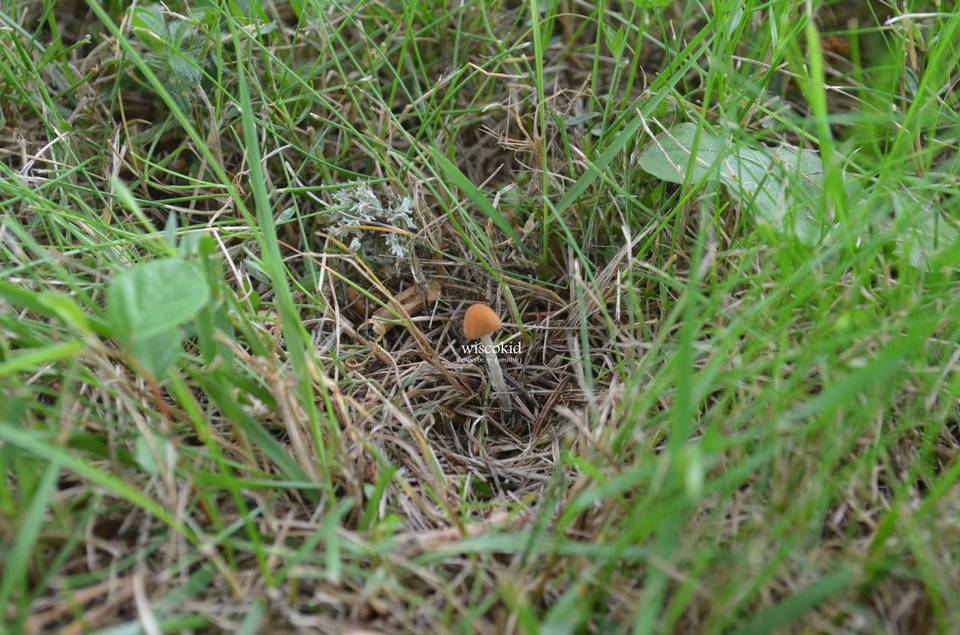 Conocybe smithii image