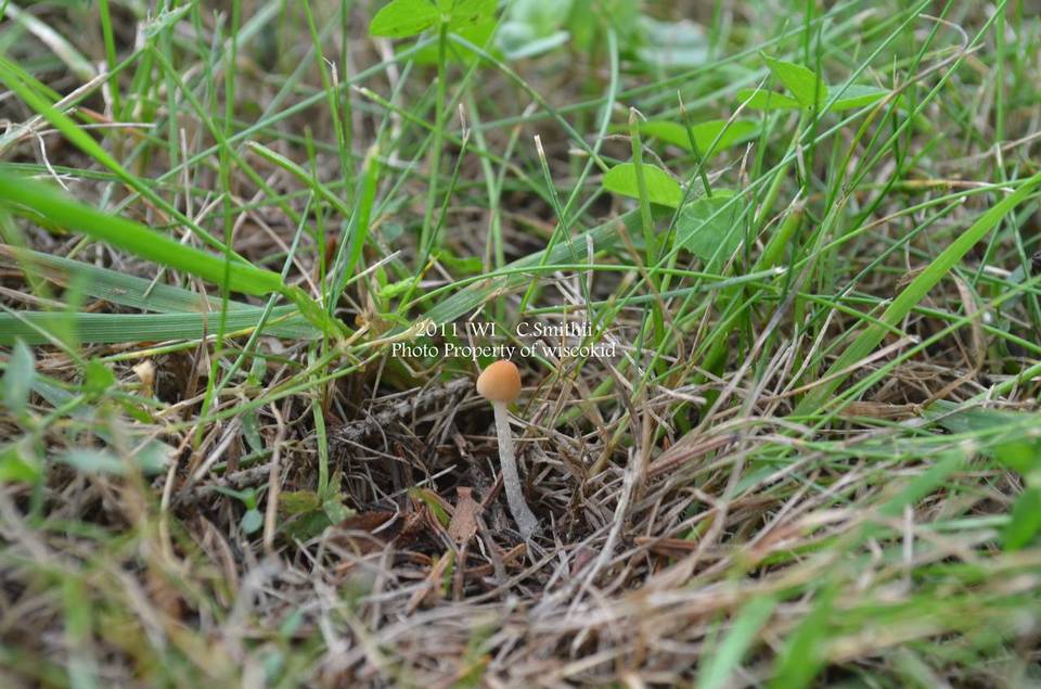 Conocybe smithii image