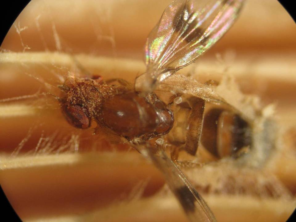 Entomophthora syrphi image