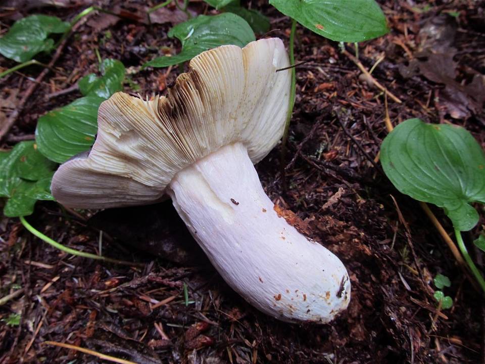 Russula parazurea image
