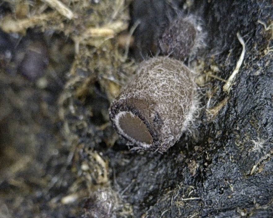 Pseudombrophila cervaria image