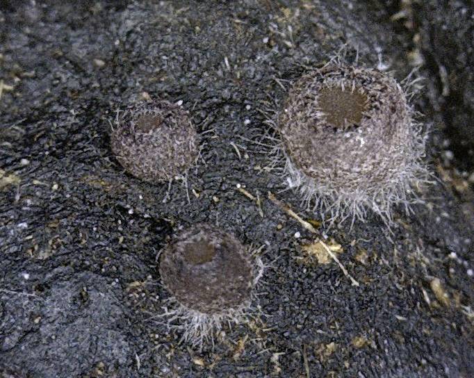 Pseudombrophila cervaria image