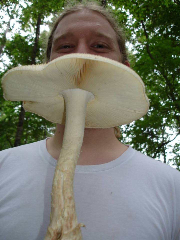 Amanita ravenelii image