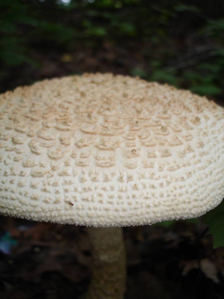 Amanita ravenelii image