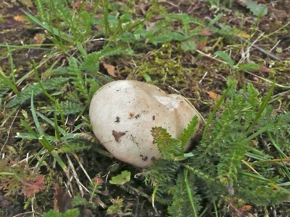 Russula exalbicans image